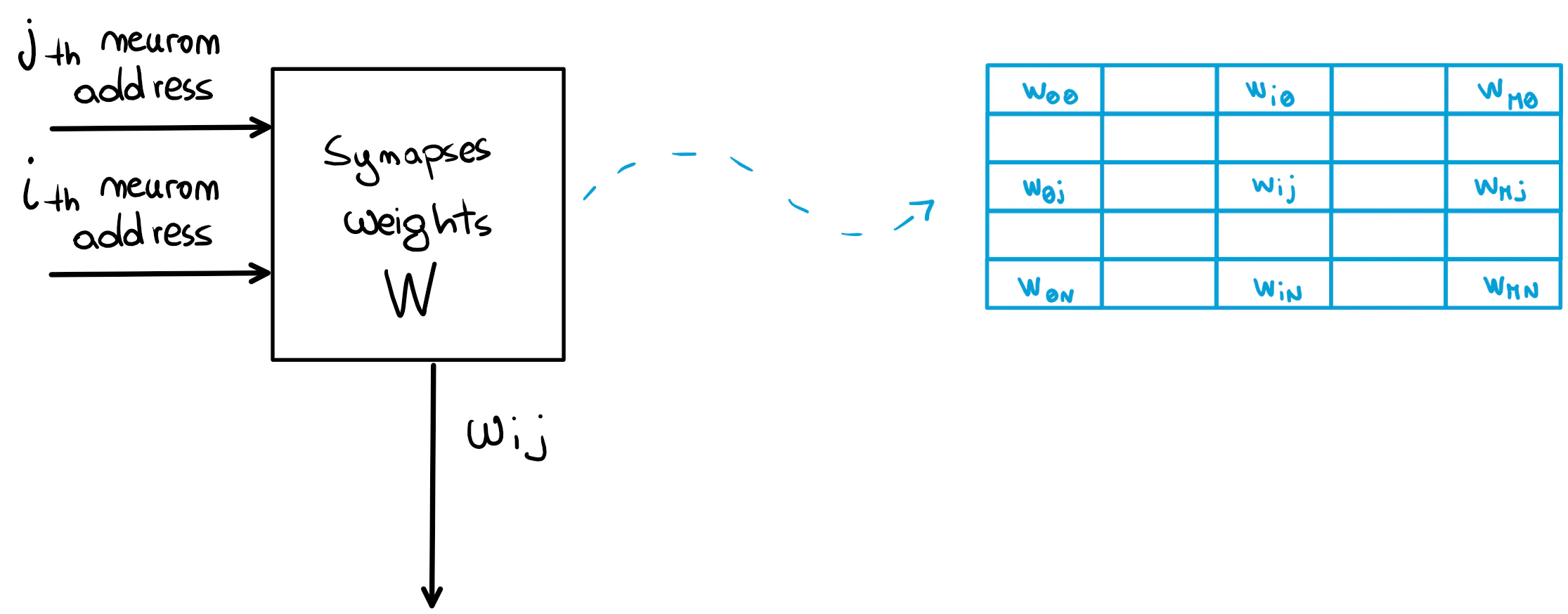 The synapses weights memory.
